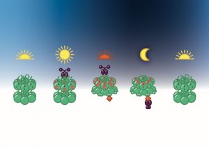 cartoon of bacteria and sun and moon phases