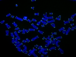 microscope image telomeres