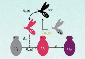 Parasite Malaria Transmission