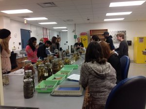 Students looking at amphibian diversity at RMC