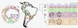 Map of South America with phylogeny