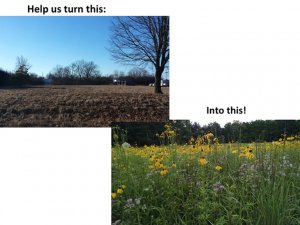 prairie restoration2