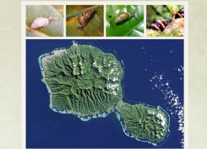 snails and topographic map of Pacific islands