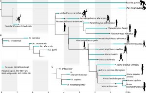 phylogenies showing human ancestors