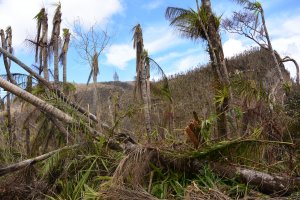Palms after Hurricane Maria