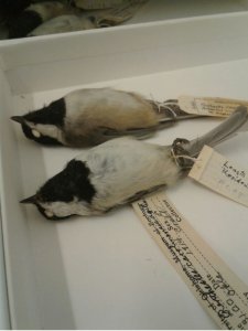 Black-capped chickadee specimens