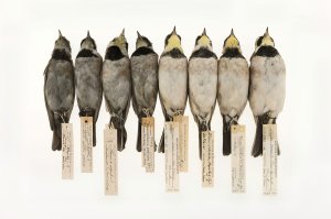 Eight horned larks, showing varying amounts of soot coloring feathers