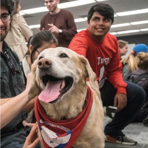therapy dog in the library