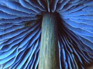 Image of Mushroom