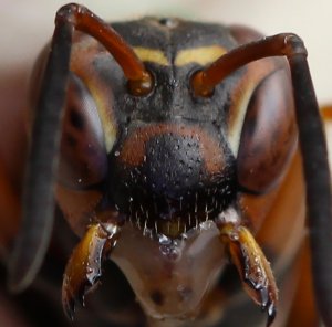 paper wasp face