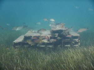 artificial reef underwater, fish swimming around