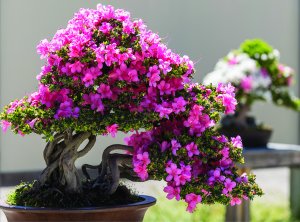 Satsuki Azalea in Bloom