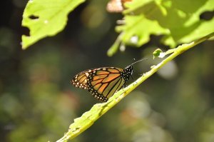 Monarch butterfly on a leaf