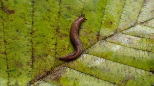 A brown slug on a green leaf, its body curved into an S shape