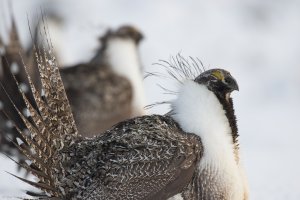 Sage grouse photo by Gail Patricelli