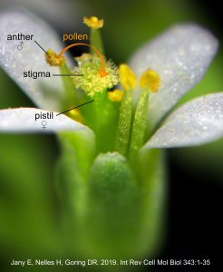 close up photo of flower with parts labelled