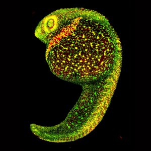 digital image fish embryo