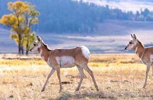 Two pronghorns walking past in a beautiful setting at Yellowstone National Park