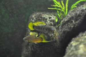 Image of Hybrid Fish