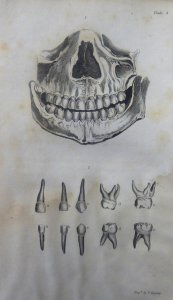 The anatomy, physiology, and diseases of the teeth. By Thomas Bell ... (1831)