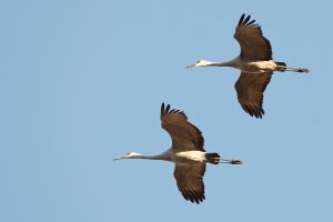 Two sandhill cranes flying across a blue sky