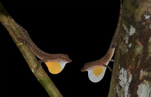 Two anolis lizards on branches facing each other with yellow and white dewlaps extended, black background.