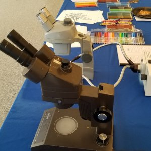 An activity station from a recent biology outreach event
