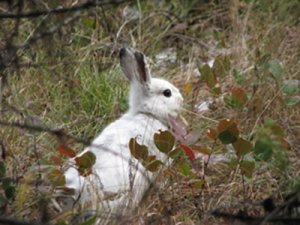 A white rabbit amid grasses and plants