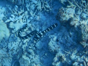 sea snake swimming underwater