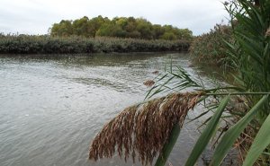 scene of phragmites growing on the shore of a lake