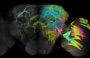 Drosophila brain cell imaging