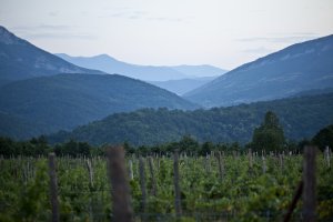 Bulgarian vineyard