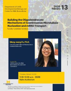 Building the Oligodendrocyte: Mechanisms of Acentrosomal Microtubule Nucleation and mRNA Transport - Meng-meng Fu, Ph.D.