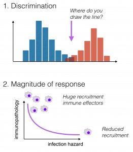 Sex differences in immune function - graphs