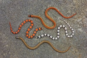 Four sonora snakes curled up near each other, orange with black stripes, white with black stripes, a solid orange and a solid brown