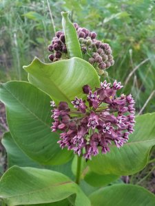 A common milkweed, Asclepias syriaca, purple flower, large green leaves.