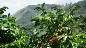 Blue mountain coffee farm in Jamaica