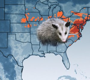 opossum image superimposed on a map of the United States showing their distribution
