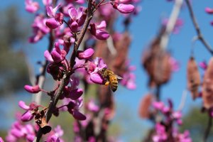A bee pollinating pink flowers on a tree, blue sky