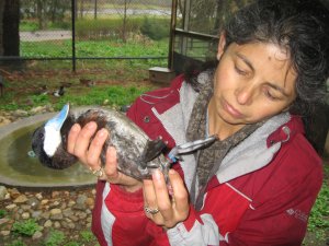 Dr. Patricia Brennan holds a male Ruddy Duck.