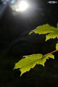 Leaf in sunlight, from Alana Gordon, Flickr https://www.flickr.com/photos/digital-daze/9882552935/