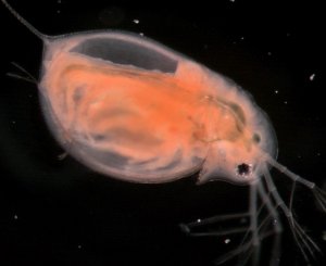 infected Daphnia