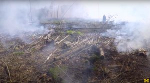 Forest control burn