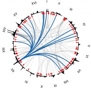 Frank Albert eQTL Circles