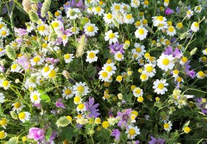 small purple, white and yellow flowers