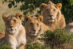 Portrait of three lions (one female and two males) of a pride, all resting at morning time. Taken in Masai Mara, southwest Kenya. Image: Wikimedia Commons by Benh LIEU SONG