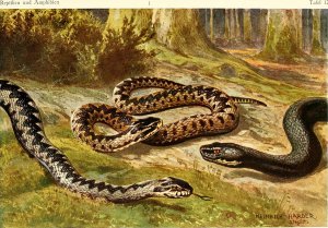 Painting of three snakes on a forest floor from Wikimedia Commons by Heinrich Harder