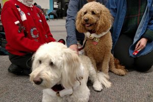Therapy dogs from Therapaws of Michigan