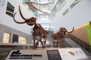 mastodons at UMMNH (image courtesy UMMNH)