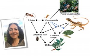 Coffee farm interaction web among major species, including people harvesting coffee. Image of seminar speaker, Ivette Perfecto